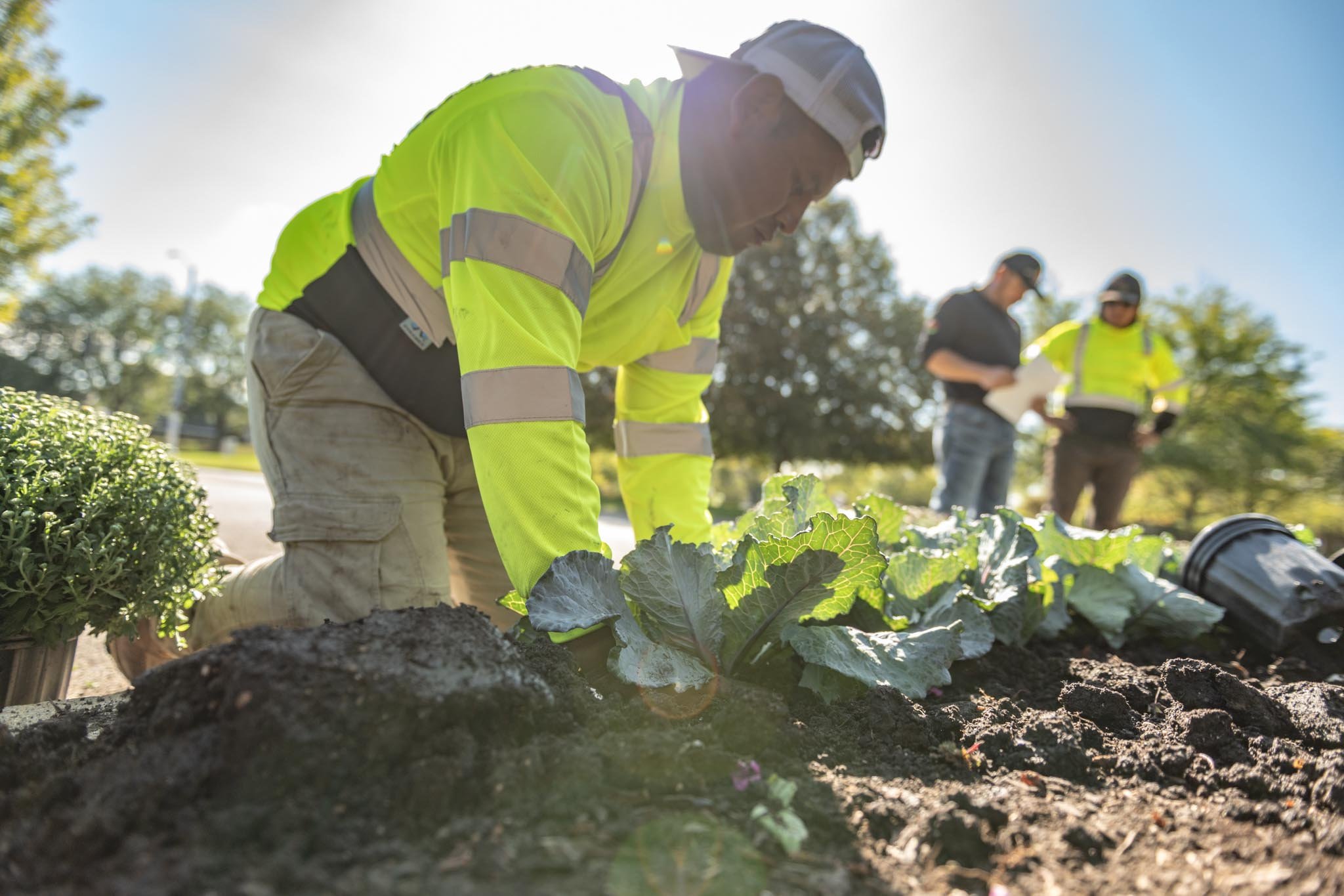Landscape enhancement crew, work order, seasonal planting, fall plants, cabbage